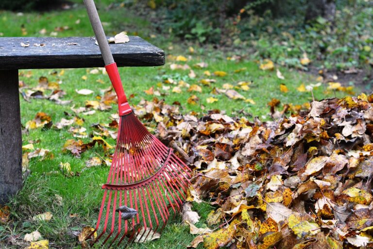 rake, rob, raking, leaves, nature, autumn, rake the leaves, cleaning