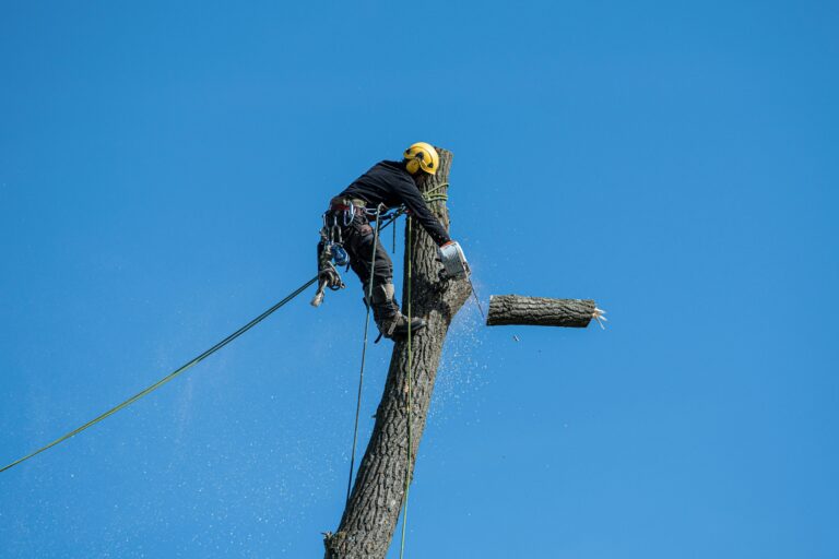 A skilled arborist wearing safety gear cuts a tree with a chainsaw against a clear blue sky.